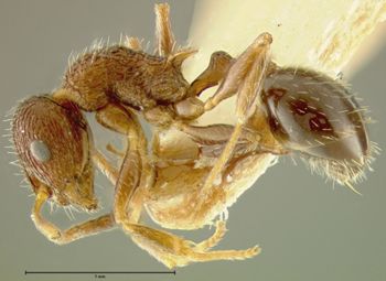 Media type: image; Entomology 21029   Aspect: habitus lateral view